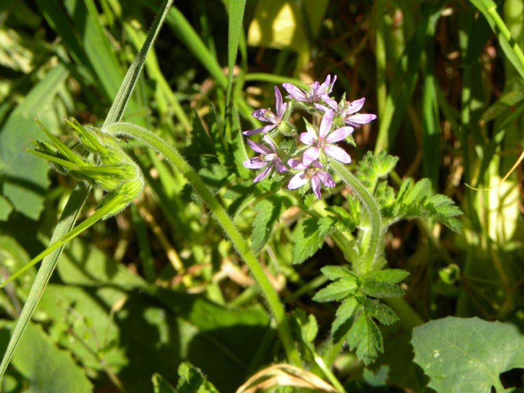 Erodium moschatum